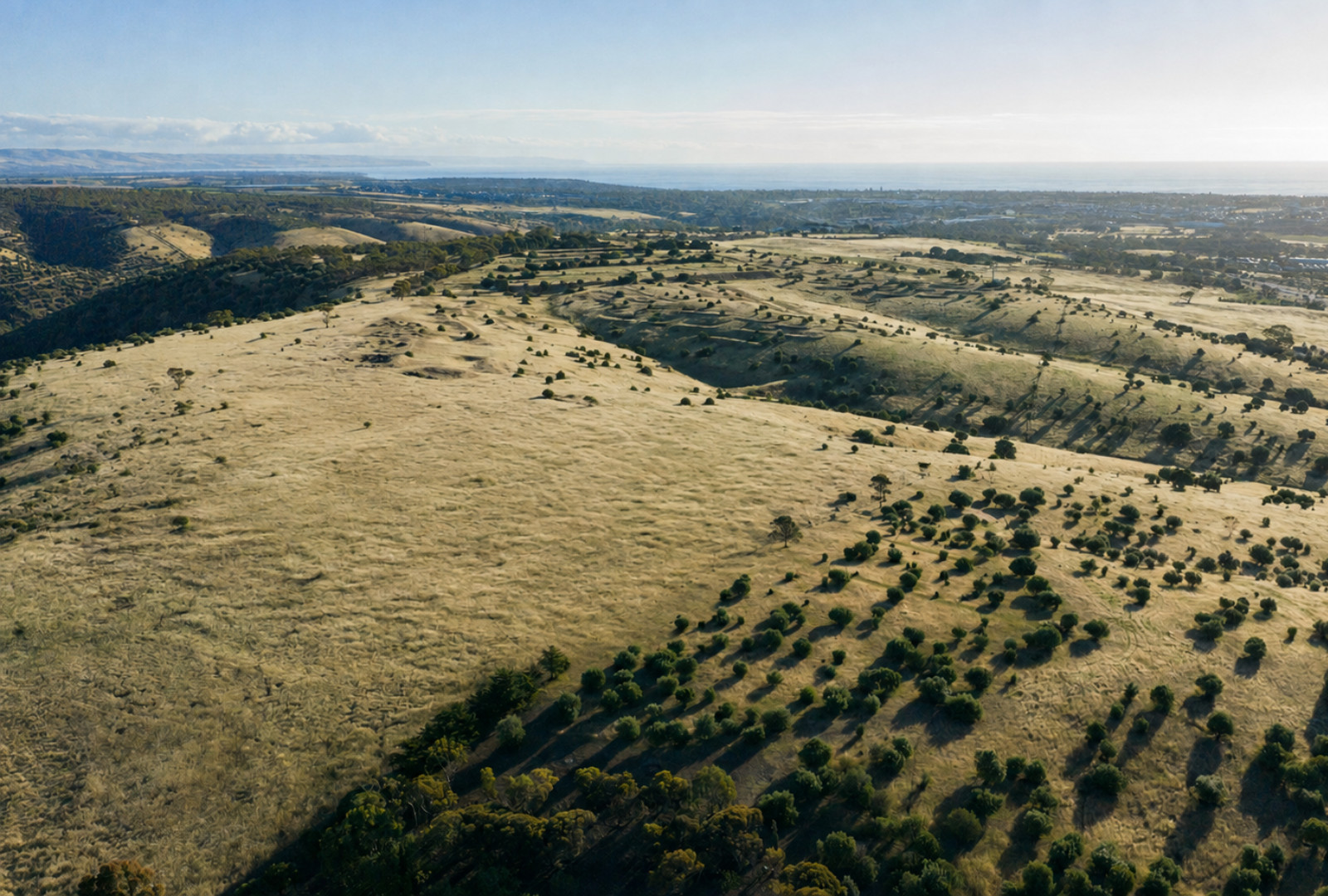 Aerial view of the Edenridge site before construction, dry grassland and scattered trees with the coast beyond